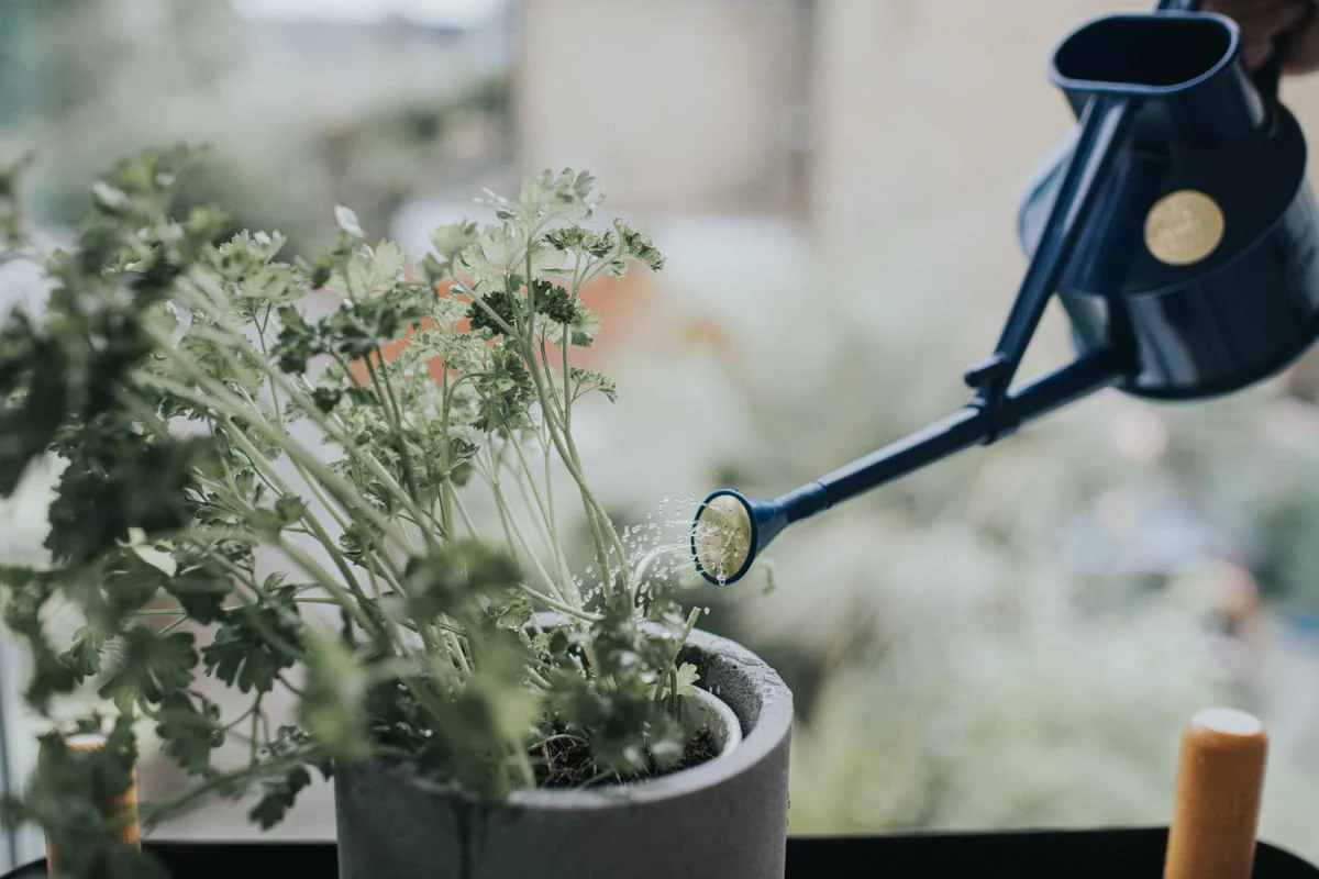 The Langley Sprinkler - Houseplant Set - Blue & Brass - Image 3
