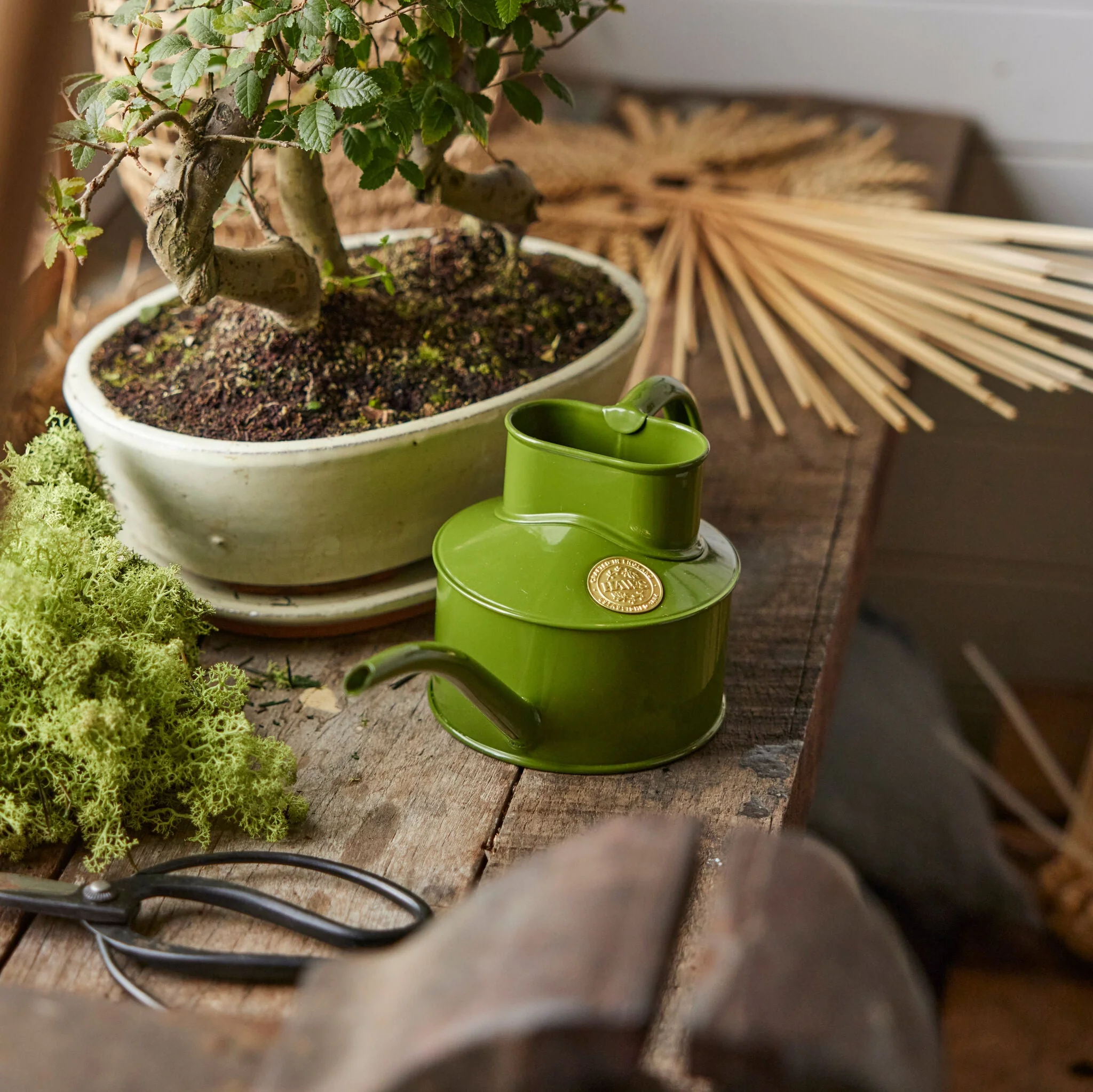 The Fazeley Flow - Houseplant Set - Fern Green & Brass - One Pint - Image 2