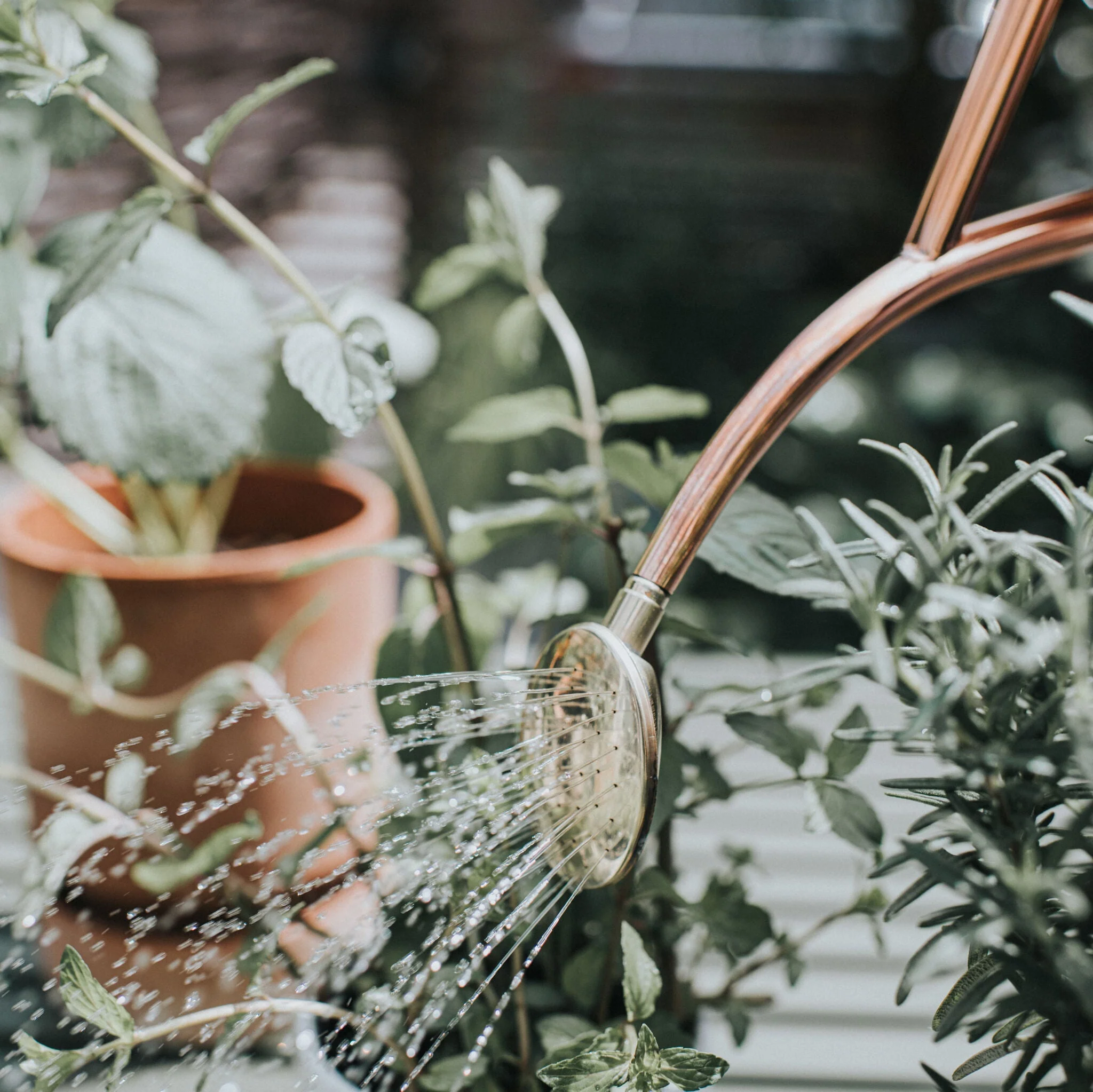The Rowley Ripple - Houseplant Set - Copper - Two Pint - Image 4